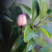 Baby Magnolia