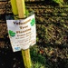 Tree Planting 