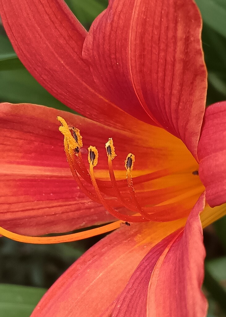 Day Lily  by carolmw