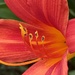 Day Lily 