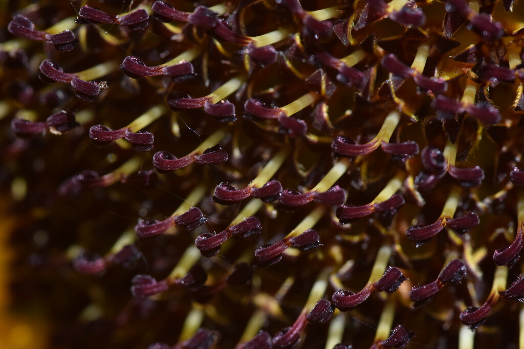 Sunflower by dragey74