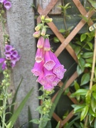 22nd Jun 2025 - Foxglove