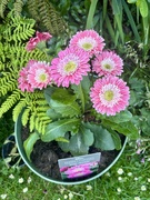 21st Jun 2025 - Gerbera