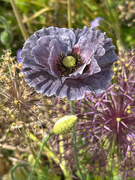 20th Jun 2025 - Grey Poppy