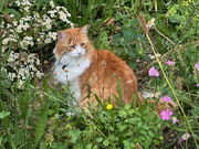 21st Jun 2025 - Billy