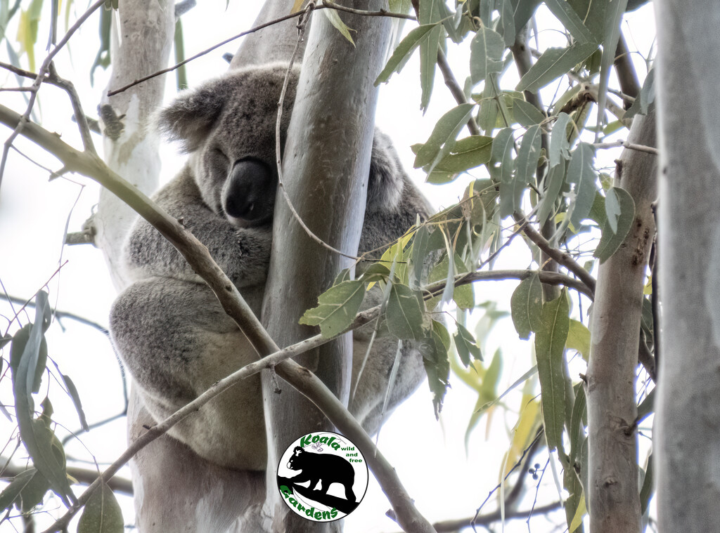 I'm part of the tree by koalagardens