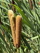 22nd Jun 2025 - Pollen