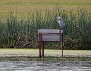 20th Jun 2025 - Heron