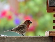 22nd Jun 2025 - House Finch