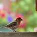 House Finch