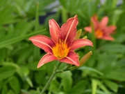 22nd Jun 2025 - Day Lily