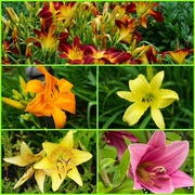 23rd Jun 2025 - More Lilies