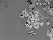 22nd Jun 2025 - Floral Water Ballet
