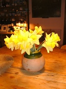 5th Feb 2011 - Daffodils in my kitchen.