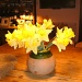 Daffodils in my kitchen. by happypat