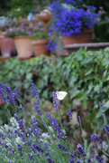20th Jun 2025 - butterfly