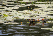 23rd Jun 2025 - Ugly ducklings?