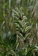 23rd Jun 2025 - Lupin (Gone over)