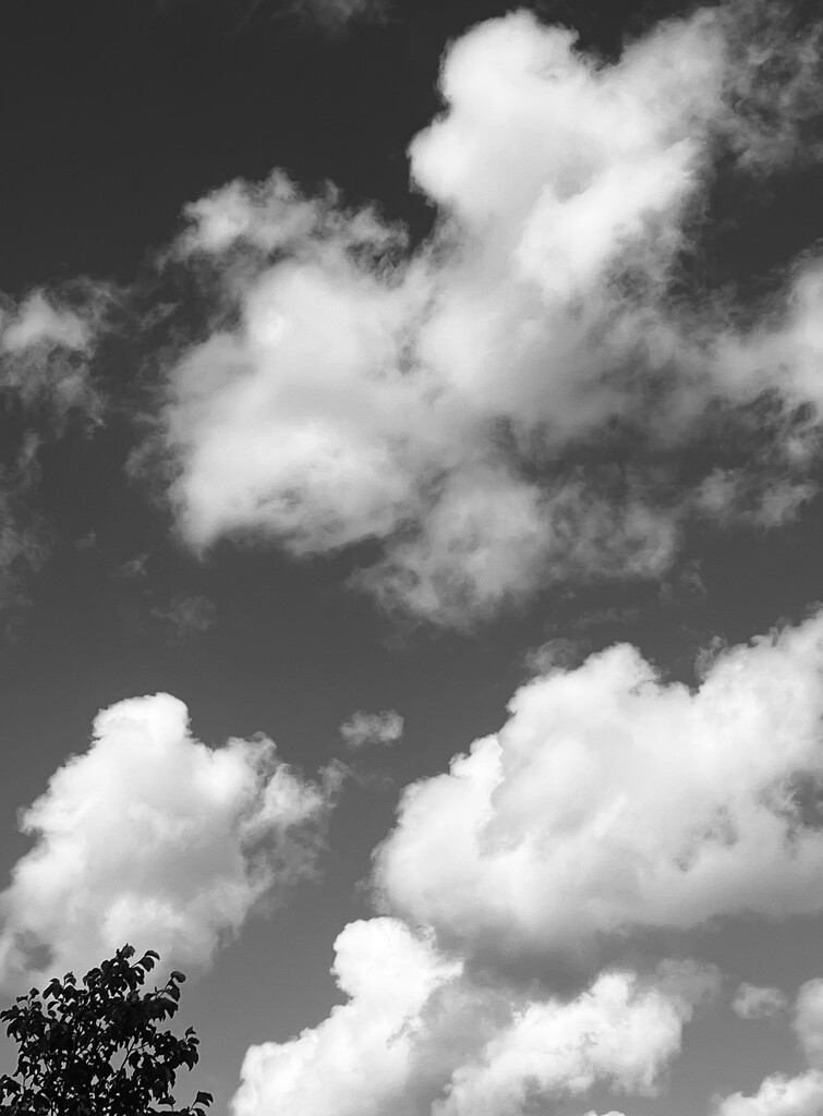 IMG_6230 by agnesvanderlindeicloudcom