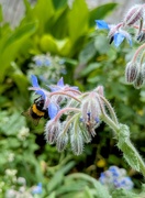 23rd Jun 2025 - Bee on borage 