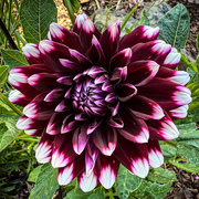 23rd Jun 2025 - Dahlia