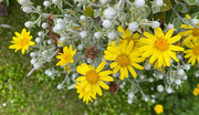 23rd Jun 2025 - Silver Ragwort