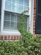 24th Jun 2025 - Peeping Tom
