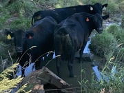 23rd Jun 2025 - Cattle cooling 