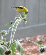 23rd Jun 2025 - Goldfinshes Like Sunflower Centers