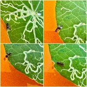 24th Jun 2025 - The ANTagonist: a little dragging and dropping story (starting left upper corner and than clockwise)