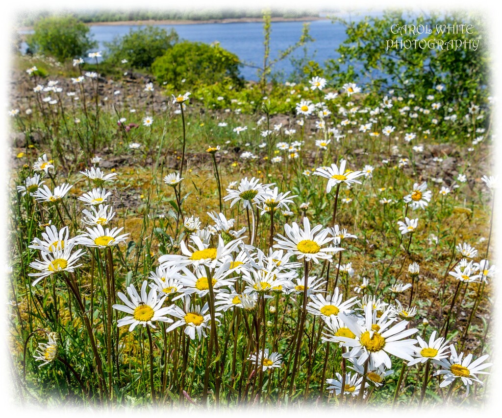 Daisies By Kielder Water by carolmw
