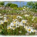 Daisies By Kielder Water