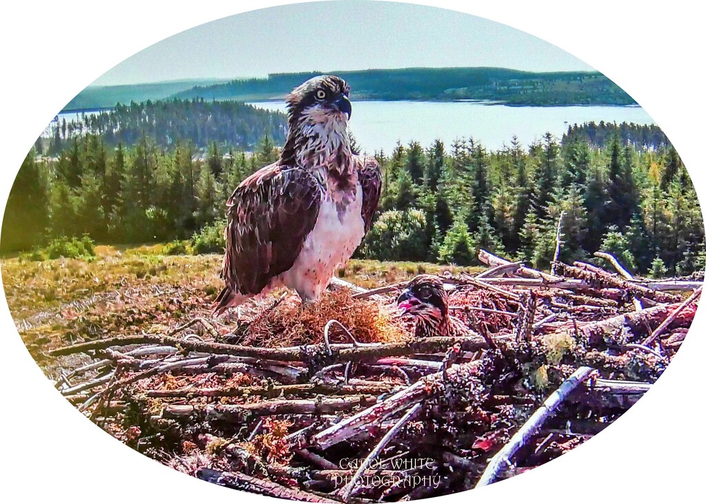 Osprey And Chicks,Kielder Water(photo taken from live webcam at Kielder Water) by carolmw