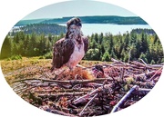 24th Jun 2025 - Osprey And Chicks,Kielder Water(photo taken from live webcam at Kielder Water)