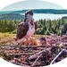 Osprey And Chicks,Kielder Water(photo taken from live webcam at Kielder Water)