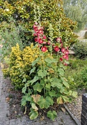 24th Jun 2025 - Hollyhocks