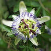 24th Jun 2025 - Creepy Creeper Flower