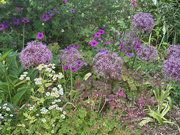 23rd Jun 2025 - My Front Garden