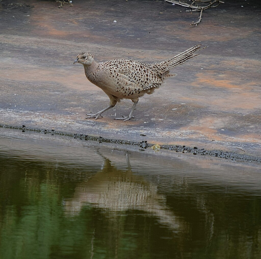 Pheasant at the pond by dragey74