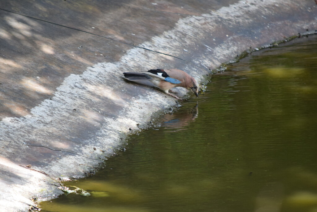 Blue Jay at the pond by dragey74