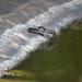 Blue Jay at the pond