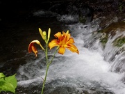 24th Jun 2025 - Day lily