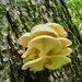 Fungi
