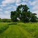 Decorah prairie