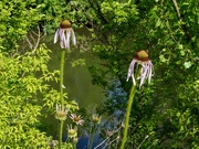 22nd Jun 2025 - Coneflower