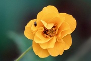 24th Jun 2025 - Tiny Beauty