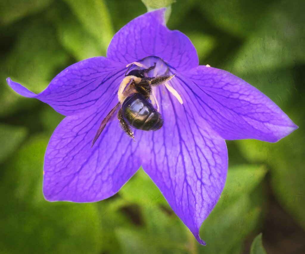 Bee-lieve by marylandgirl58