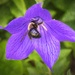 Bee-lieve