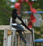 23rd Jun 2025 - Two Magpies
