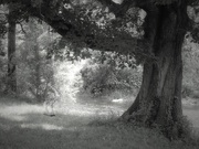 24th Jun 2025 - A Swing by the Hokendauqua